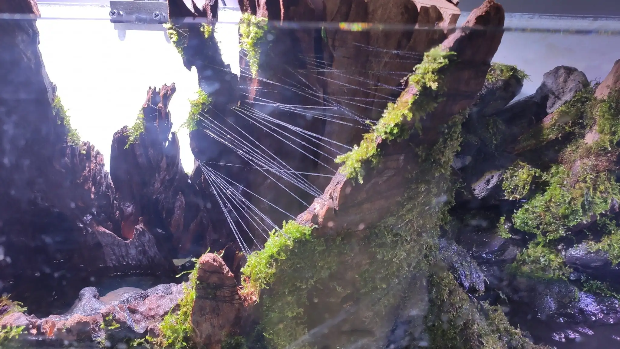 How to make a nature aquarium ranked 161th in the world - IAPLC 2020 - Ancient stump How to make a nature aquarium ranked 161th in the world - IAPLC 2020 - Ancient stump