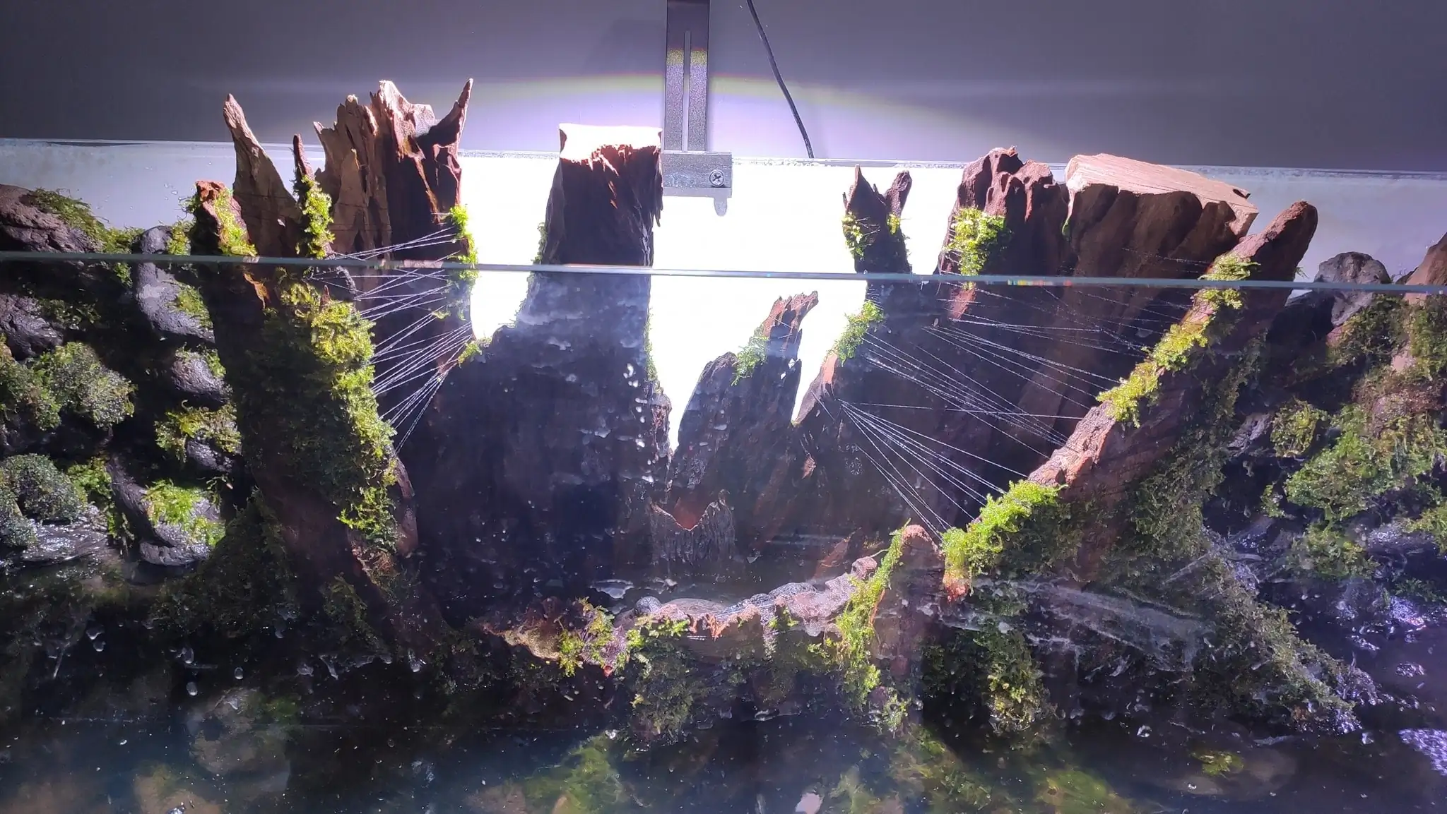 How to make a nature aquarium ranked 161th in the world - IAPLC 2020 - Ancient stump How to make a nature aquarium ranked 161th in the world - IAPLC 2020 - Ancient stump