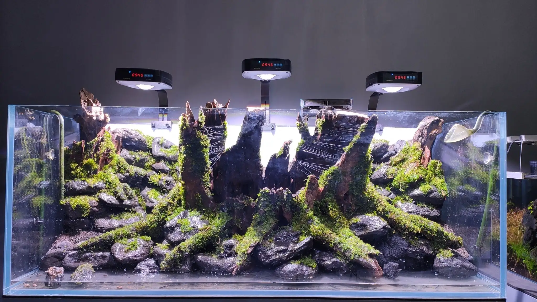 How to make a nature aquarium ranked 161th in the world - IAPLC 2020 - Ancient stump How to make a nature aquarium ranked 161th in the world - IAPLC 2020 - Ancient stump