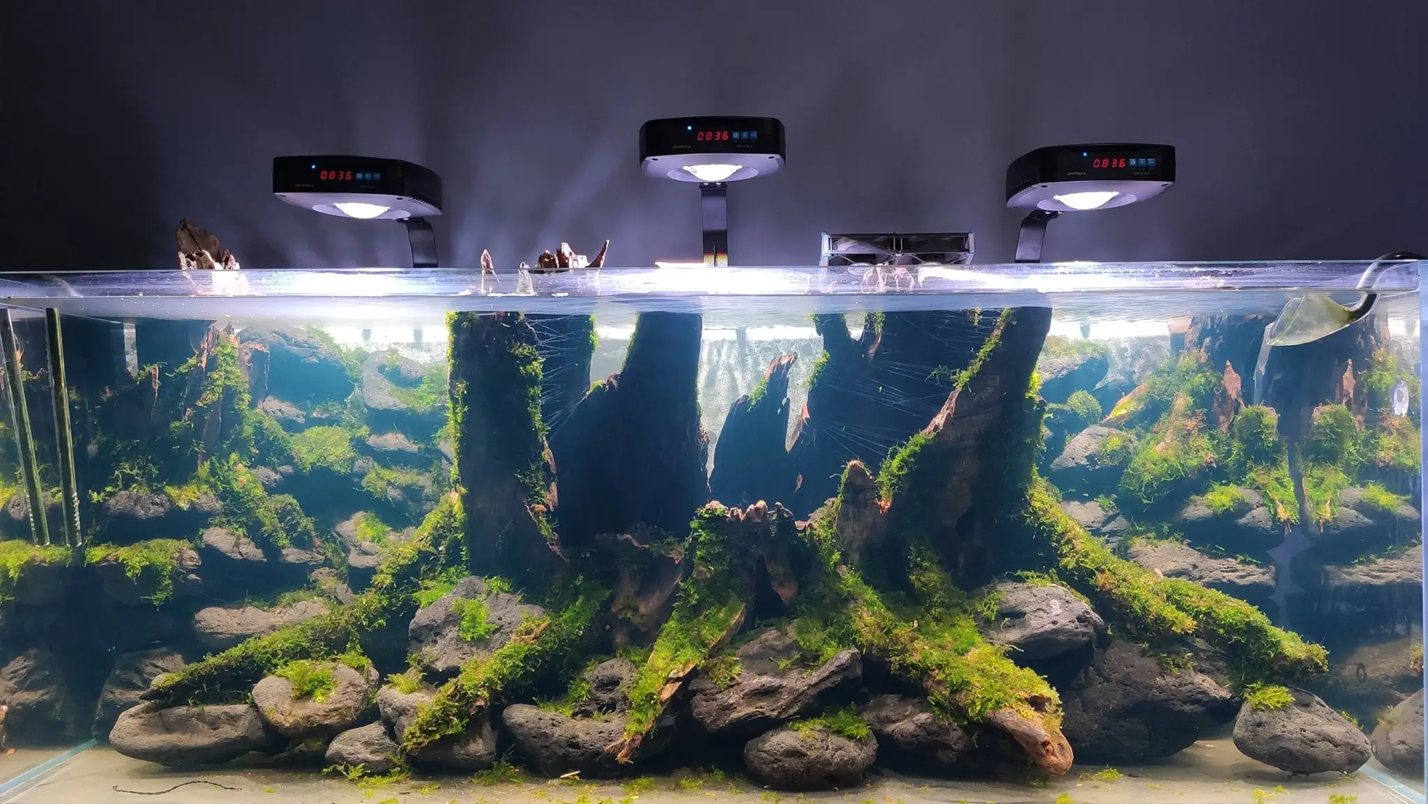 How to make a nature aquarium ranked 161th in the world - IAPLC 2020 - Ancient stump How to make a nature aquarium ranked 161th in the world - IAPLC 2020 - Ancient stump