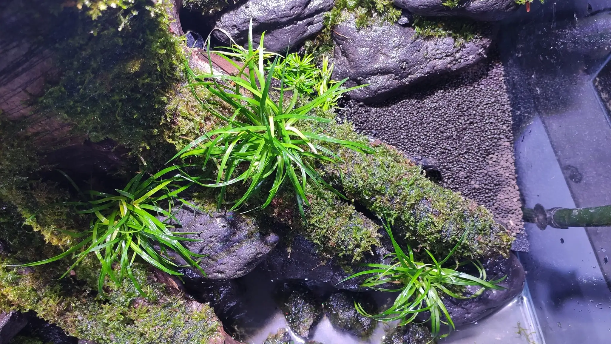 How to make a nature aquarium ranked 161th in the world - IAPLC 2020 - Ancient stump How to make a nature aquarium ranked 161th in the world - IAPLC 2020 - Ancient stump