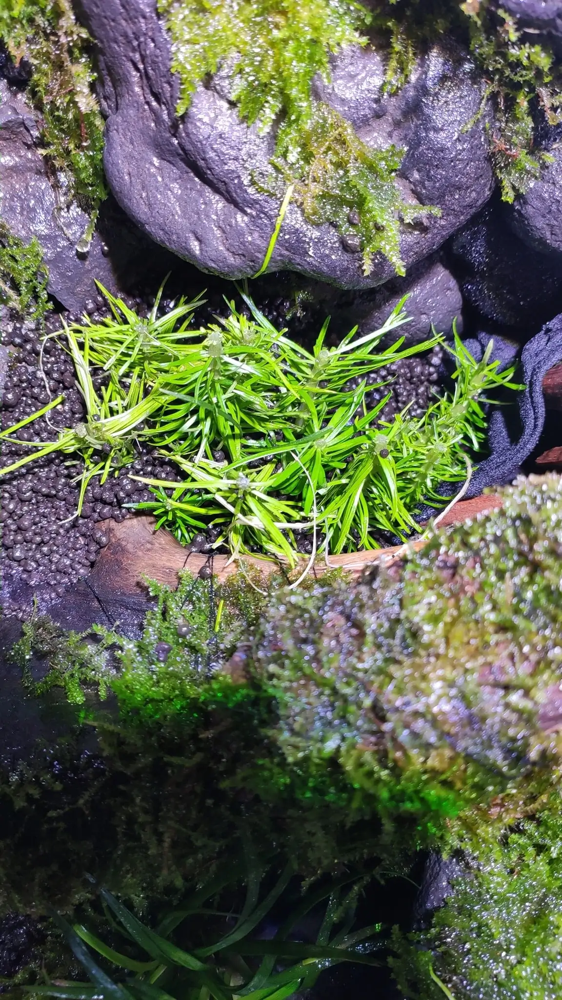 How to make a nature aquarium ranked 161th in the world - IAPLC 2020 - Ancient stump How to make a nature aquarium ranked 161th in the world - IAPLC 2020 - Ancient stump