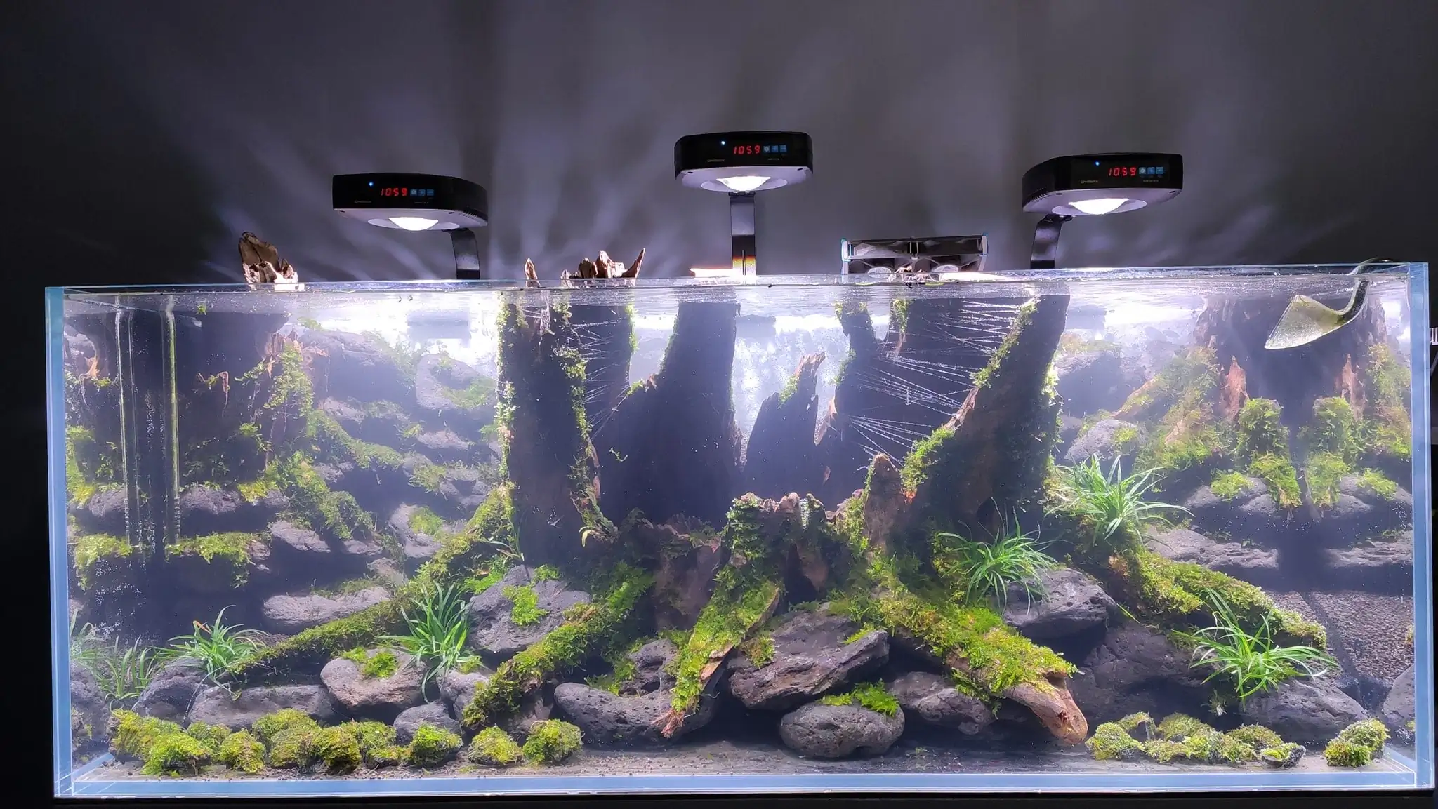 How to make a nature aquarium ranked 161th in the world - IAPLC 2020 - Ancient stump How to make a nature aquarium ranked 161th in the world - IAPLC 2020 - Ancient stump