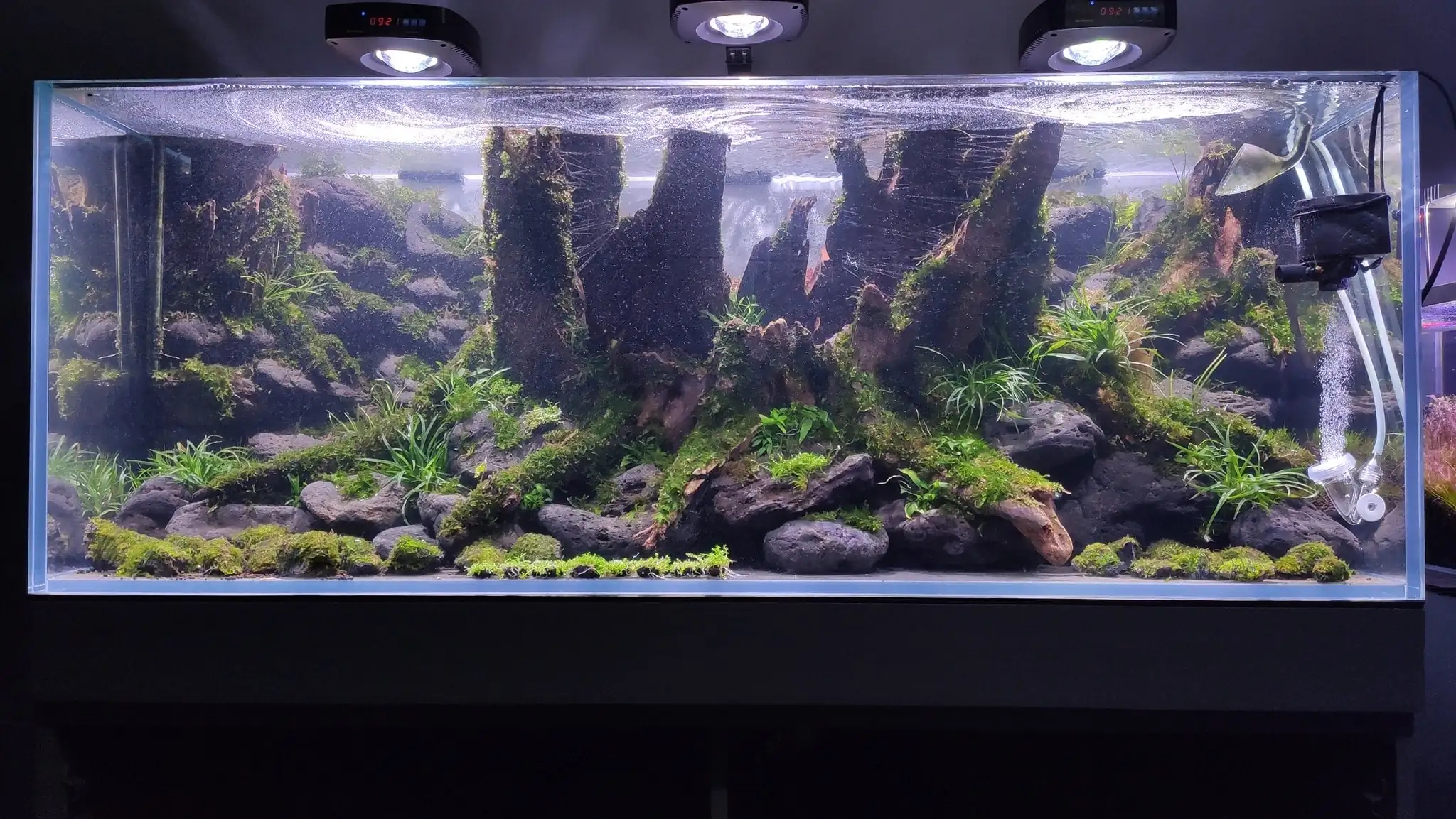 How to make a nature aquarium ranked 161th in the world - IAPLC 2020 - Ancient stump How to make a nature aquarium ranked 161th in the world - IAPLC 2020 - Ancient stump