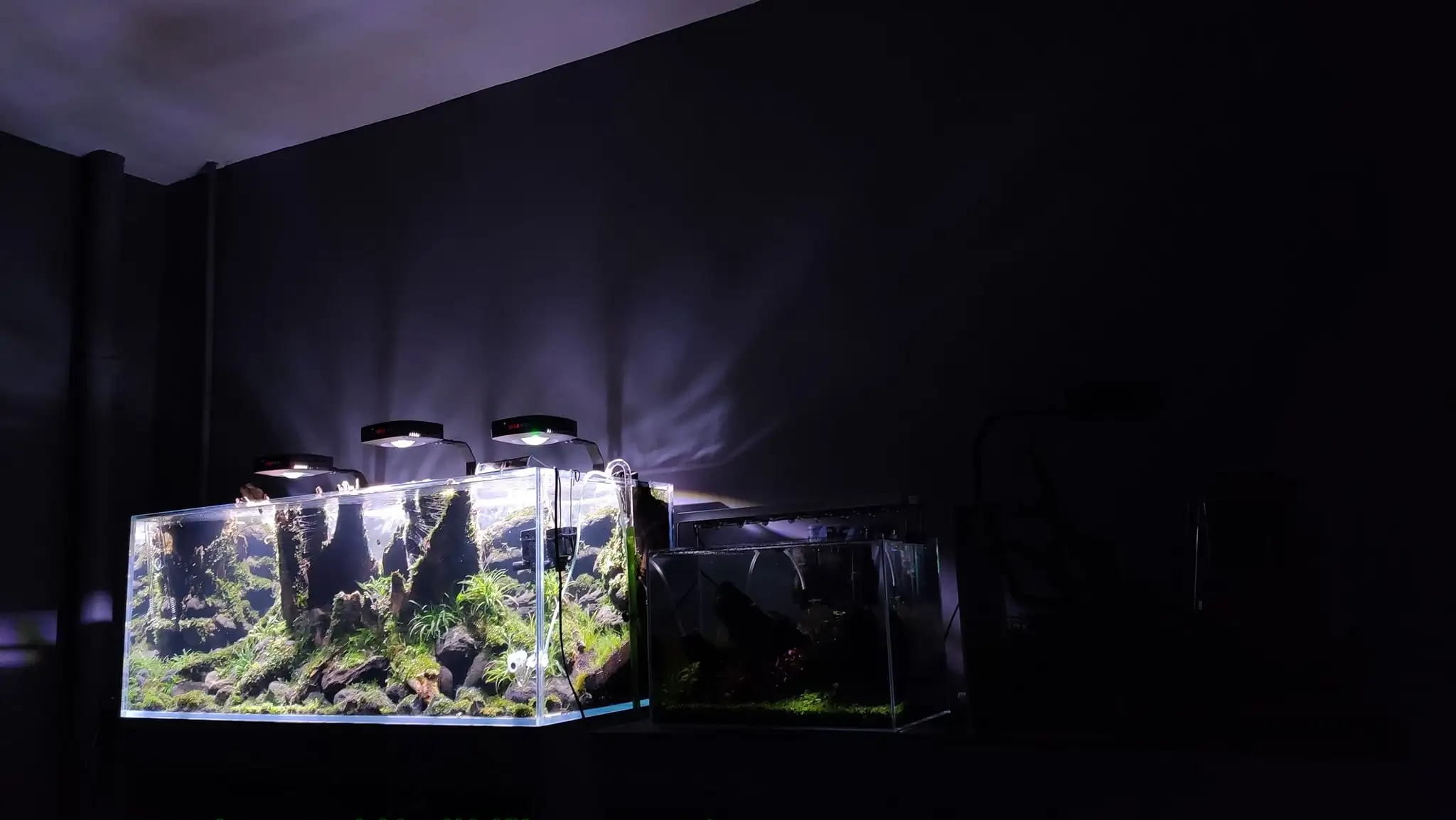 How to make a nature aquarium ranked 161th in the world - IAPLC 2020 - Ancient stump How to make a nature aquarium ranked 161th in the world - IAPLC 2020 - Ancient stump