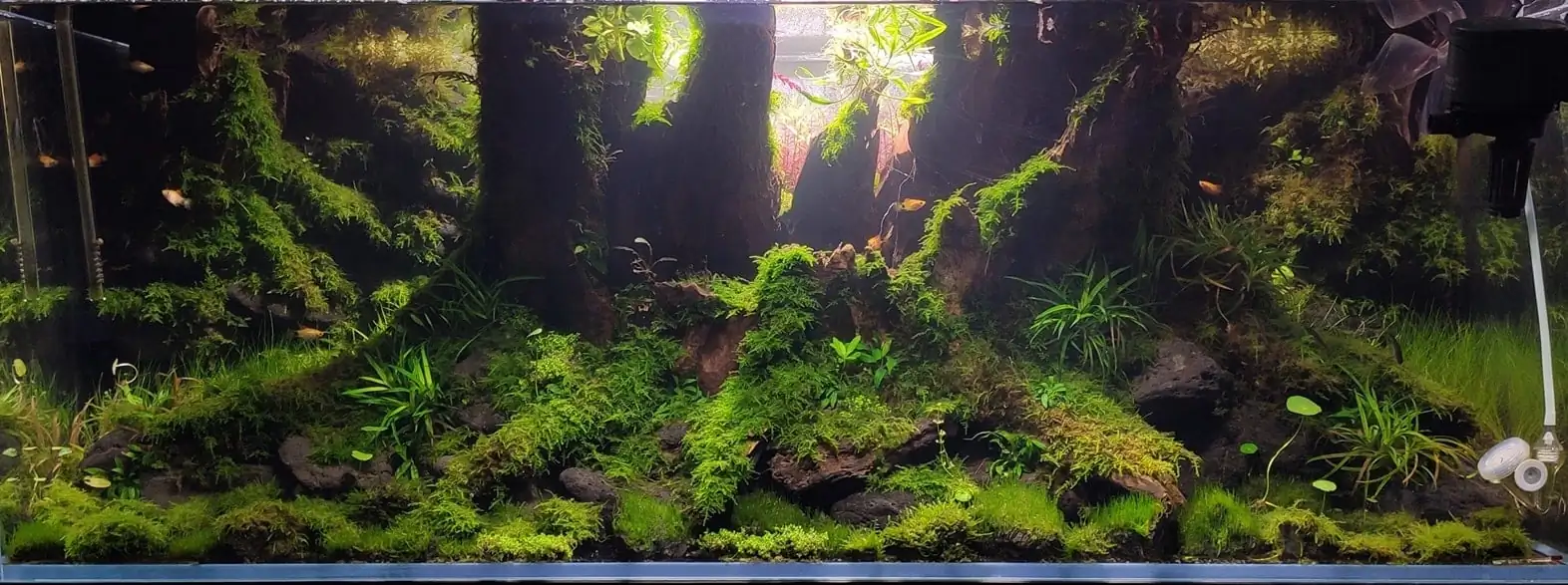 How to make a nature aquarium ranked 161th in the world - IAPLC 2020 - Ancient stump How to make a nature aquarium ranked 161th in the world - IAPLC 2020 - Ancient stump