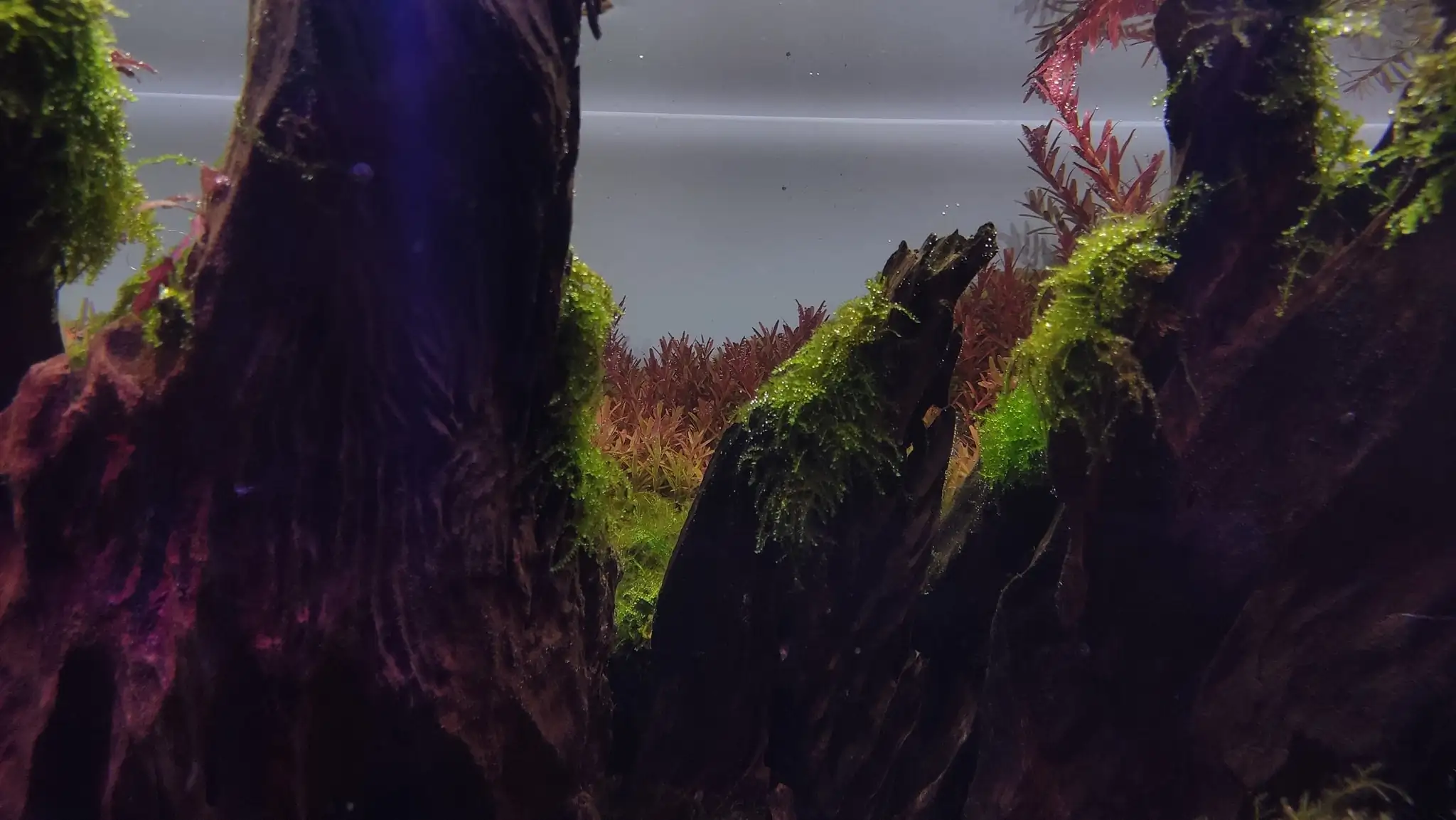 How to make a nature aquarium ranked 161th in the world - IAPLC 2020 - Ancient stump How to make a nature aquarium ranked 161th in the world - IAPLC 2020 - Ancient stump