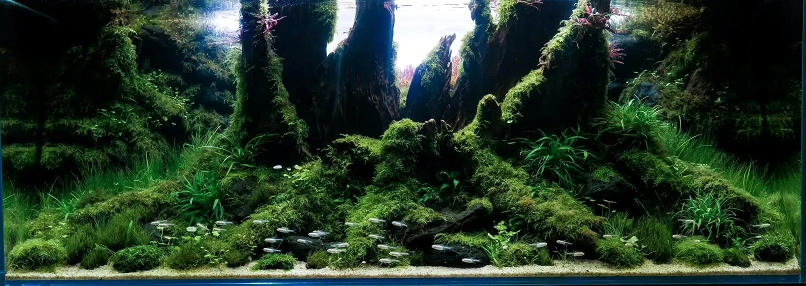 How to make a nature aquarium ranked 161th in the world - IAPLC 2020 - Ancient stump How to make a nature aquarium ranked 161th in the world - IAPLC 2020 - Ancient stump