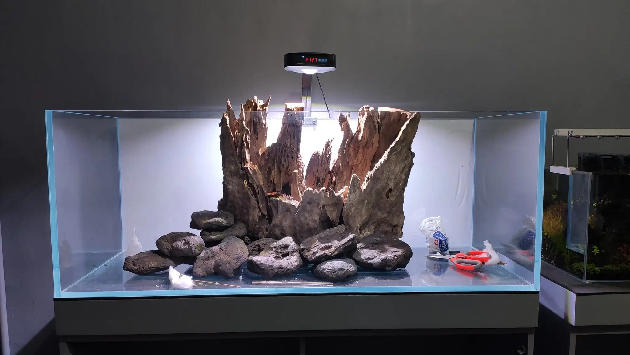 How to make a nature aquarium ranked 161th in the world - IAPLC 2020 - Ancient stump How to make a nature aquarium ranked 161th in the world - IAPLC 2020 - Ancient stump
