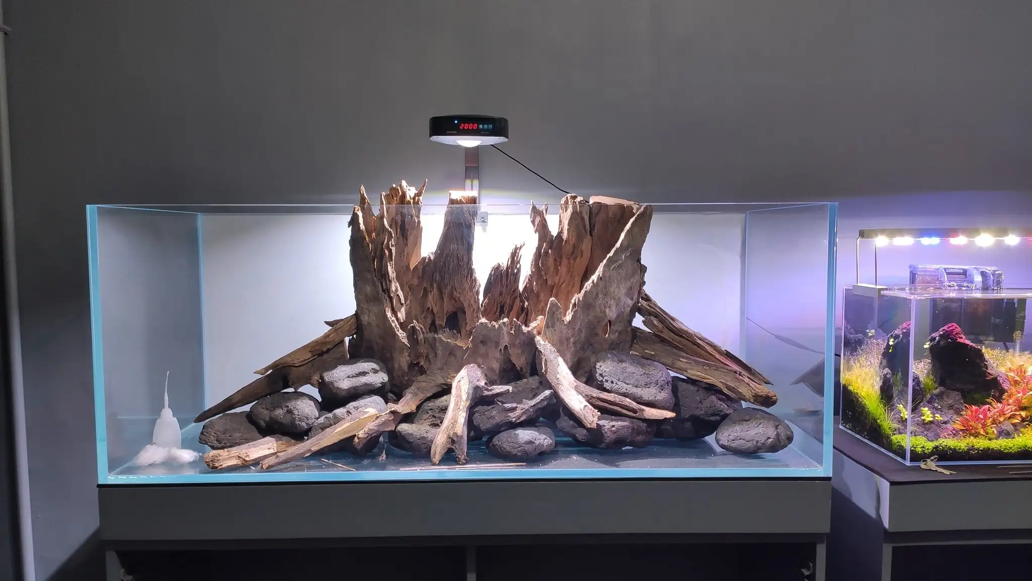 How to make a nature aquarium ranked 161th in the world - IAPLC 2020 - Ancient stump How to make a nature aquarium ranked 161th in the world - IAPLC 2020 - Ancient stump