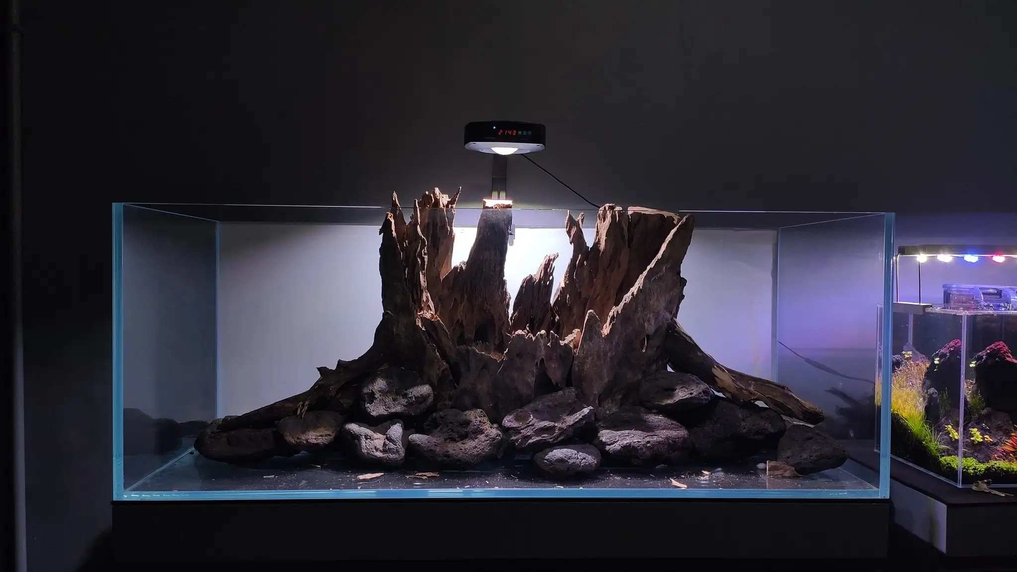 How to make a nature aquarium ranked 161th in the world - IAPLC 2020 - Ancient stump How to make a nature aquarium ranked 161th in the world - IAPLC 2020 - Ancient stump