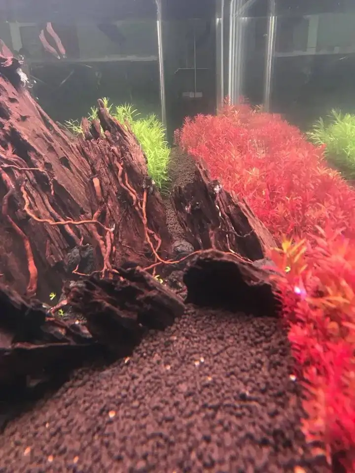 How to make nature aquarium - IAPLC 2020 Rank 163 - Nature Wing