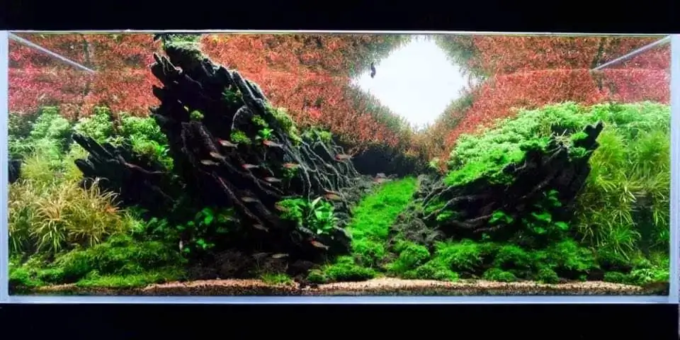 How to make nature aquarium - IAPLC 2020 Rank 163 - Nature Wing