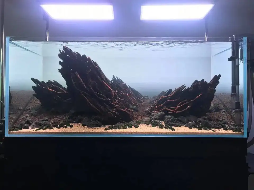 How to make nature aquarium - IAPLC 2020 Rank 163 - Nature Wing
