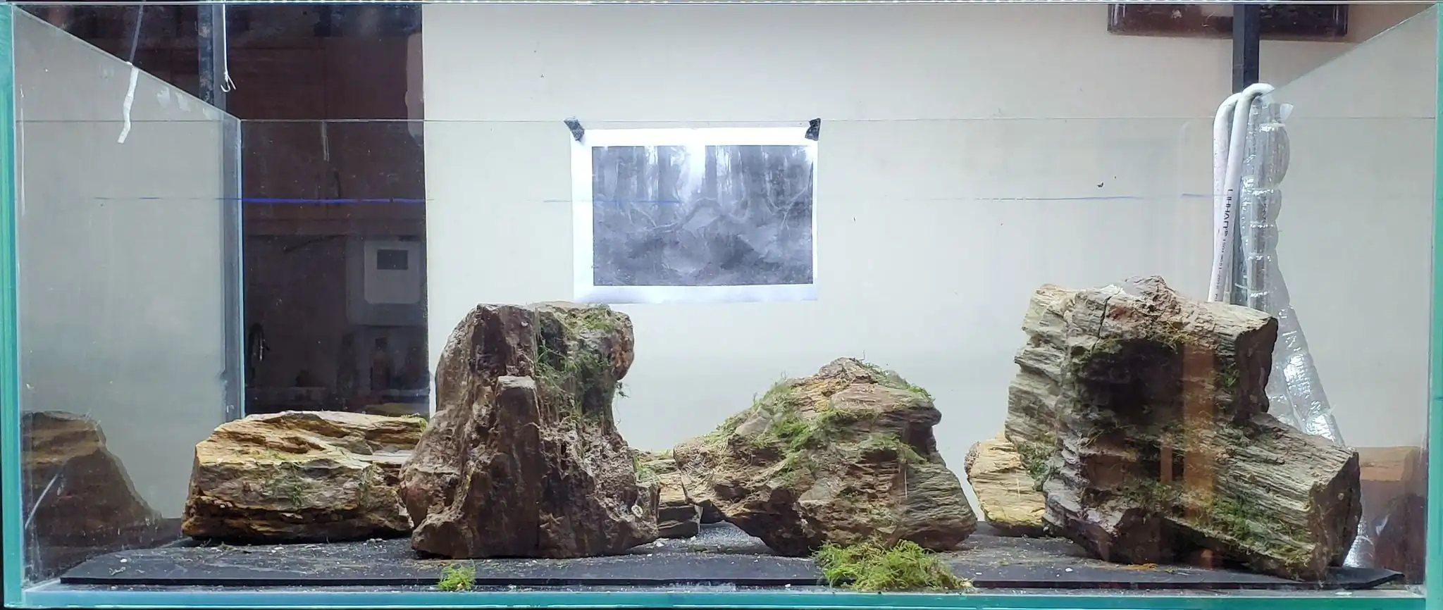 How to make a forest aquarium ranked 201th in the world - IAPLC 2020 - Kaindy