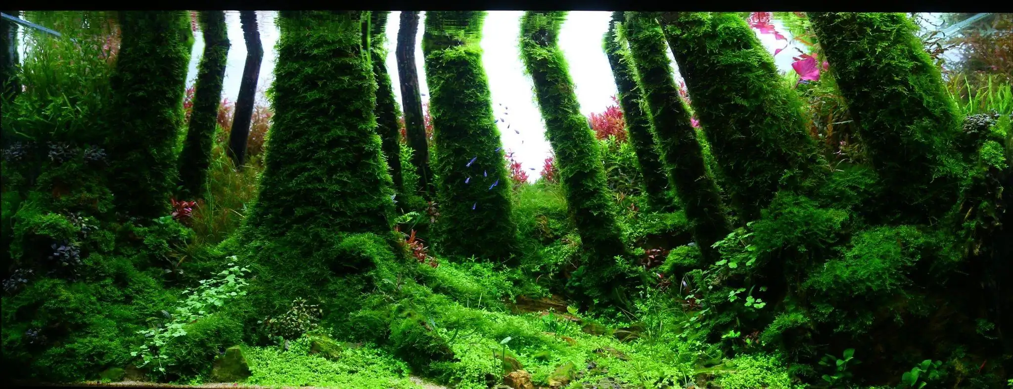 How to make a forest aquarium ranked 201th in the world - IAPLC 2020 - Kaindy