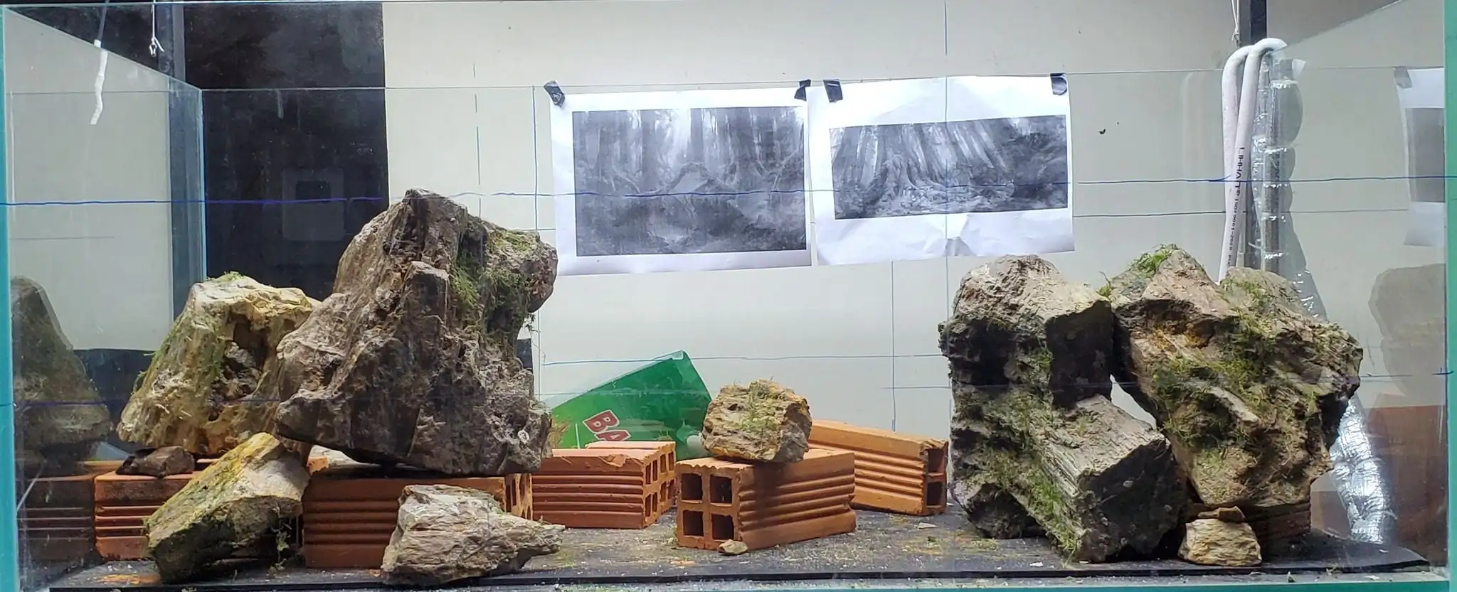 How to make a forest aquarium ranked 201th in the world - IAPLC 2020 - Kaindy