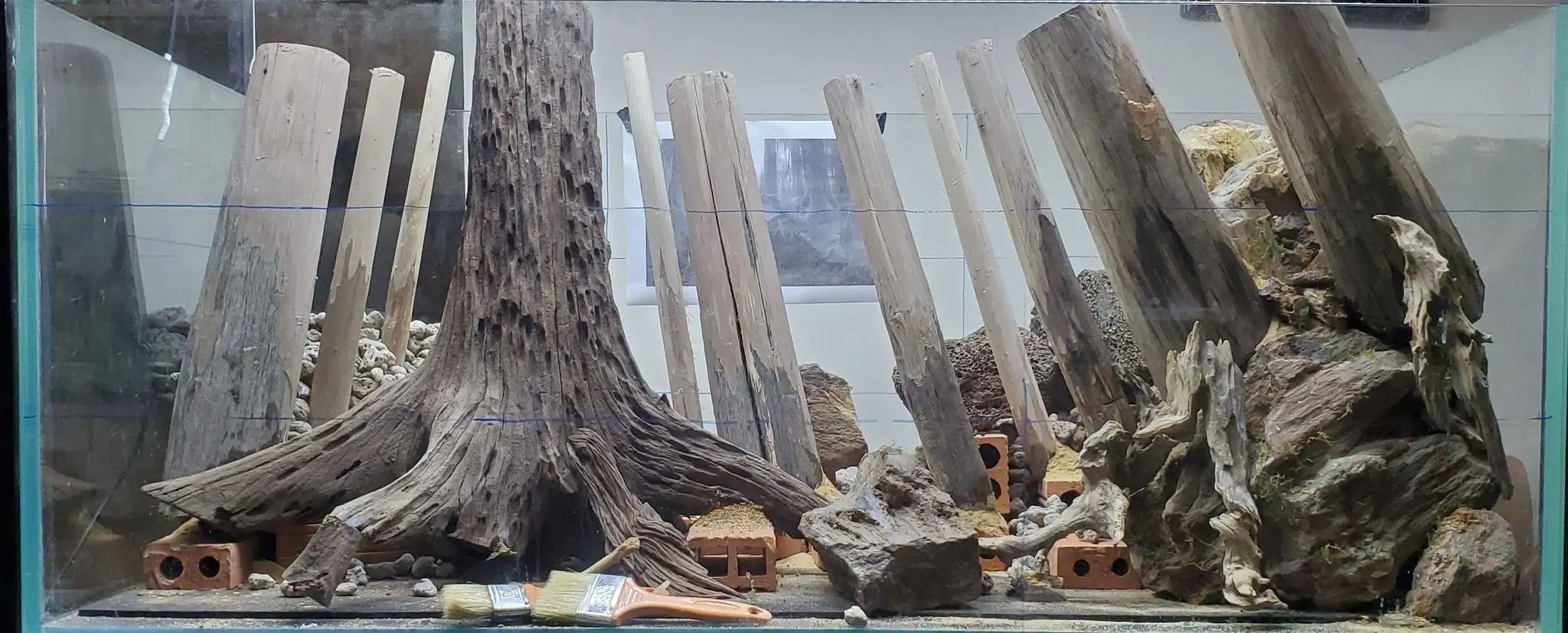 How to make a forest aquarium ranked 201th in the world - IAPLC 2020 - Kaindy