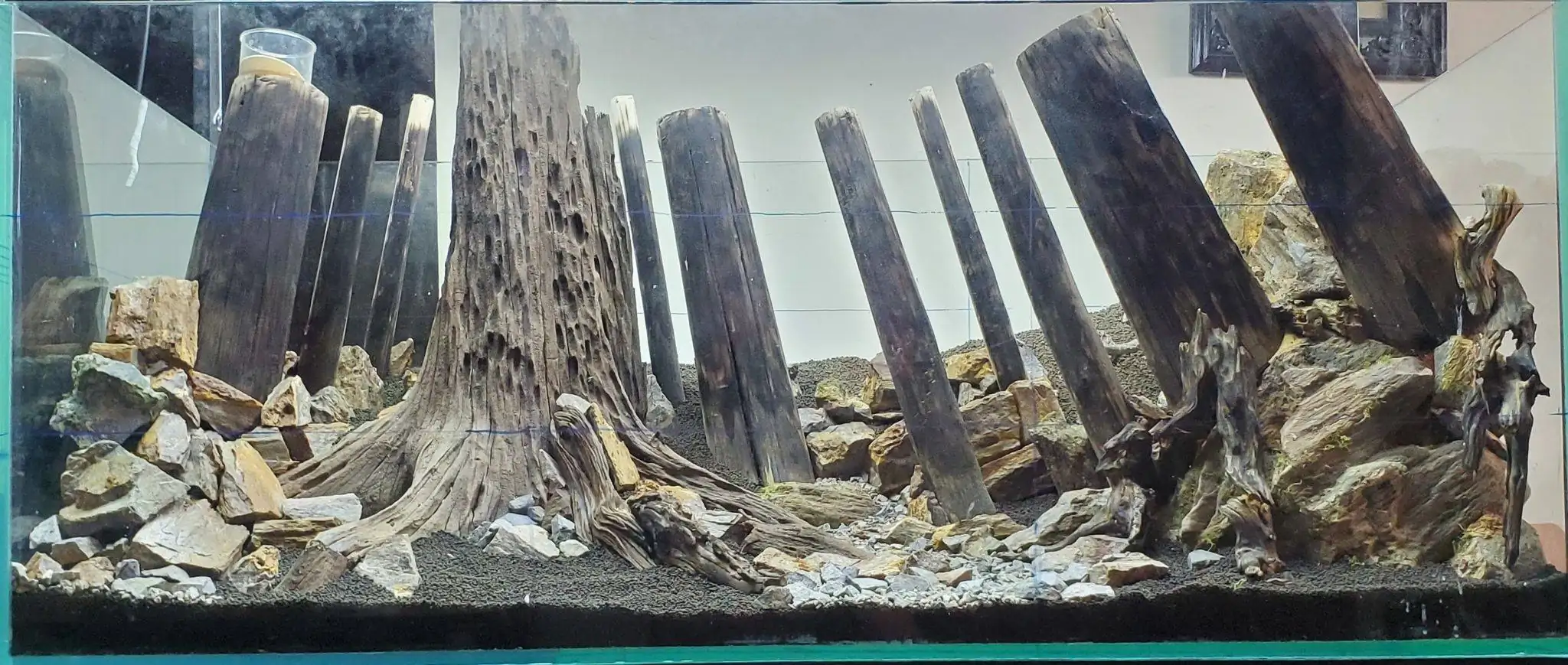 How to make a forest aquarium ranked 201th in the world - IAPLC 2020 - Kaindy