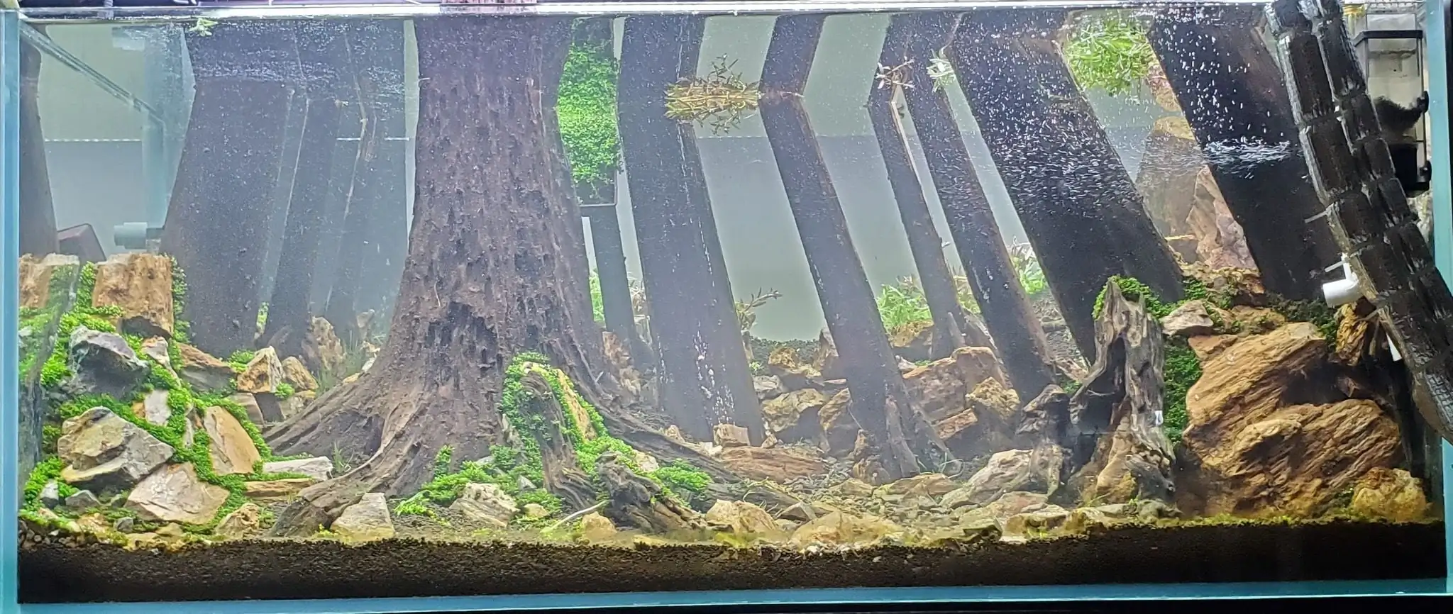 How to make a forest aquarium ranked 201th in the world - IAPLC 2020 - Kaindy