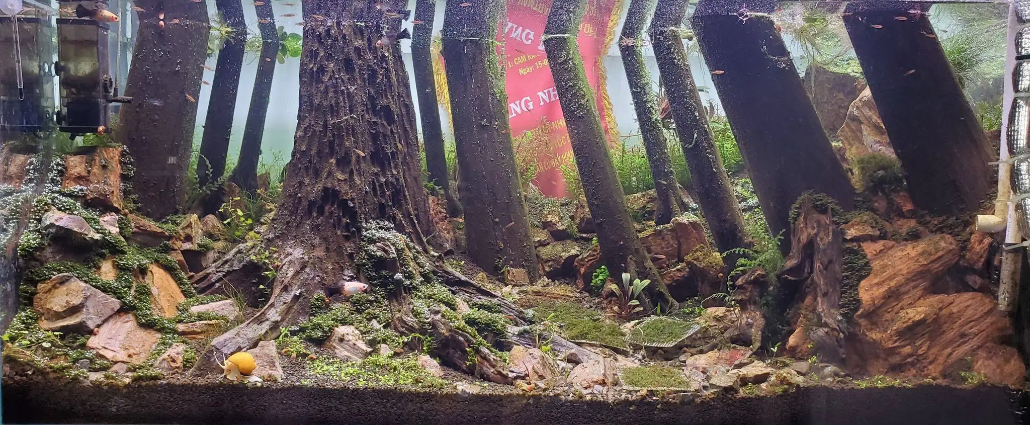 How to make a forest aquarium ranked 201th in the world - IAPLC 2020 - Kaindy