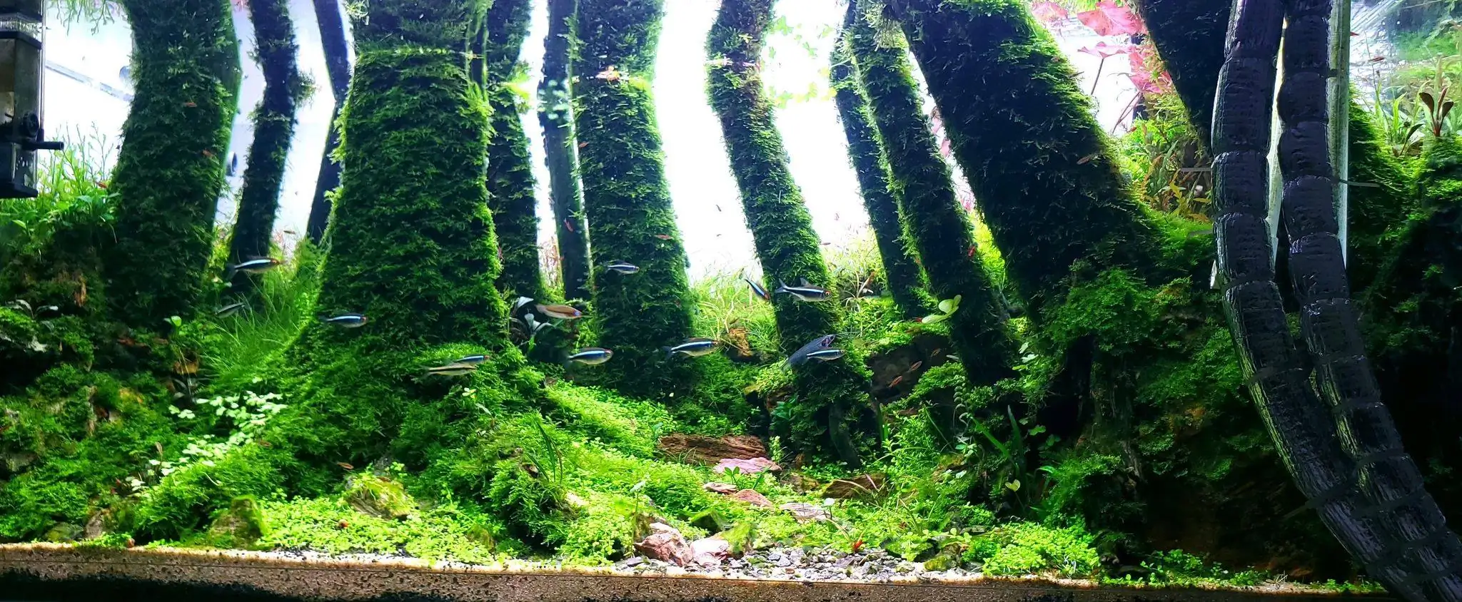 How to make a forest aquarium ranked 201th in the world - IAPLC 2020 - Kaindy