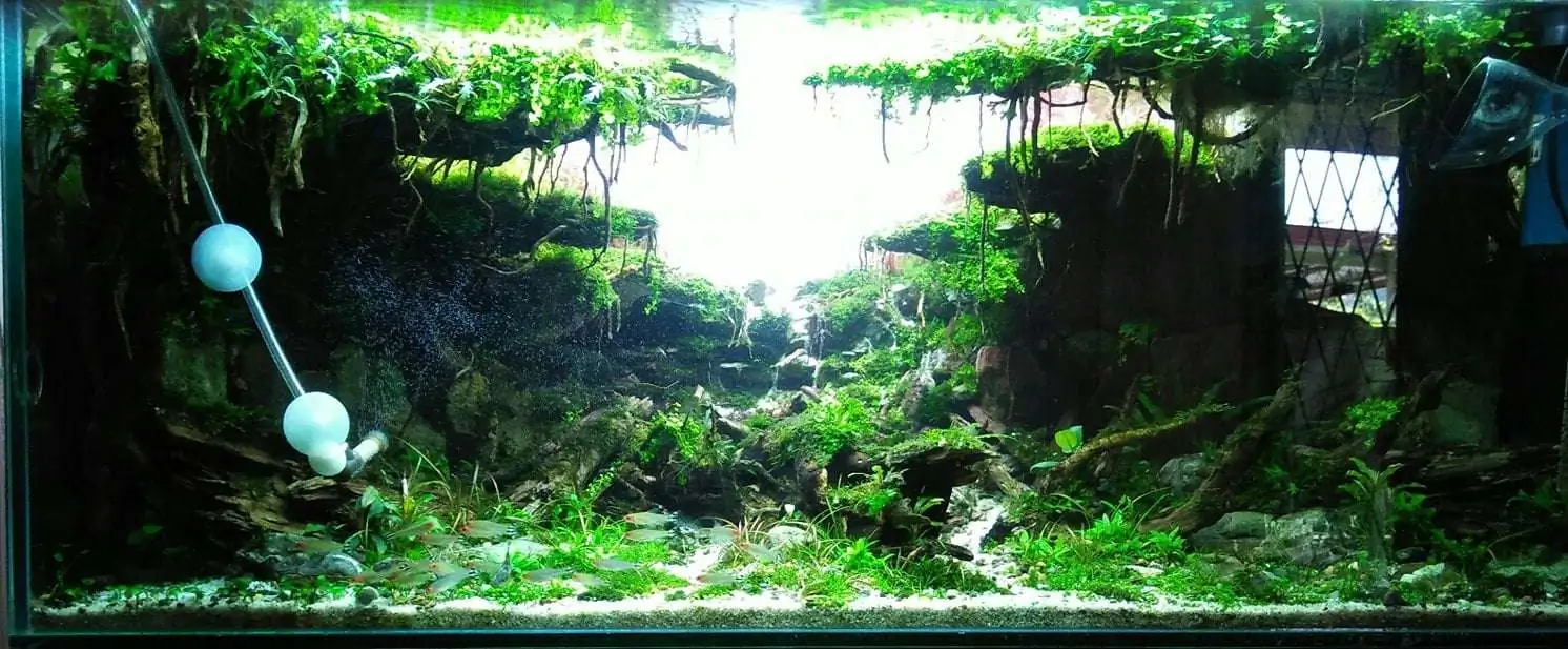 Step by step progression IAPLC 2020 Rank 221 - Fallen Kingdom