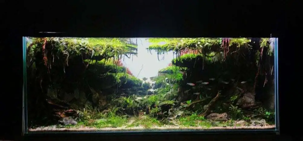 Step by step progression IAPLC 2020 Rank 221 - Fallen Kingdom