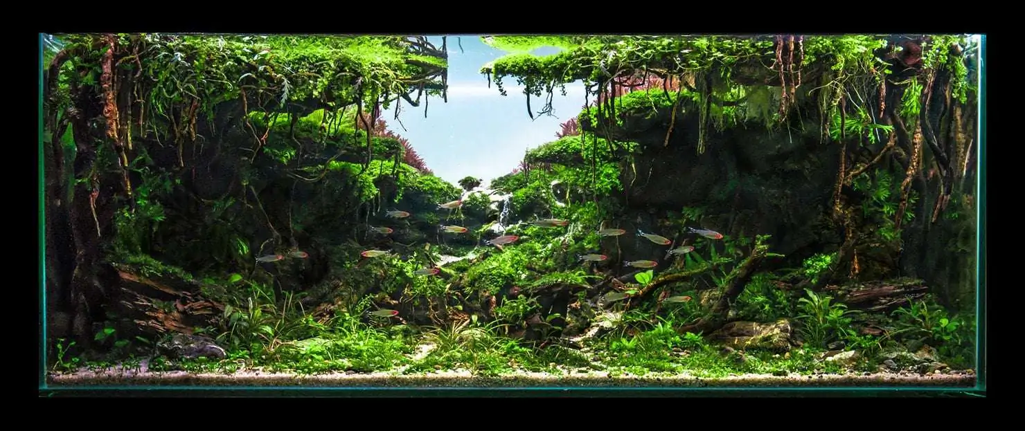 Step by step progression IAPLC 2020 Rank 221 - Fallen Kingdom