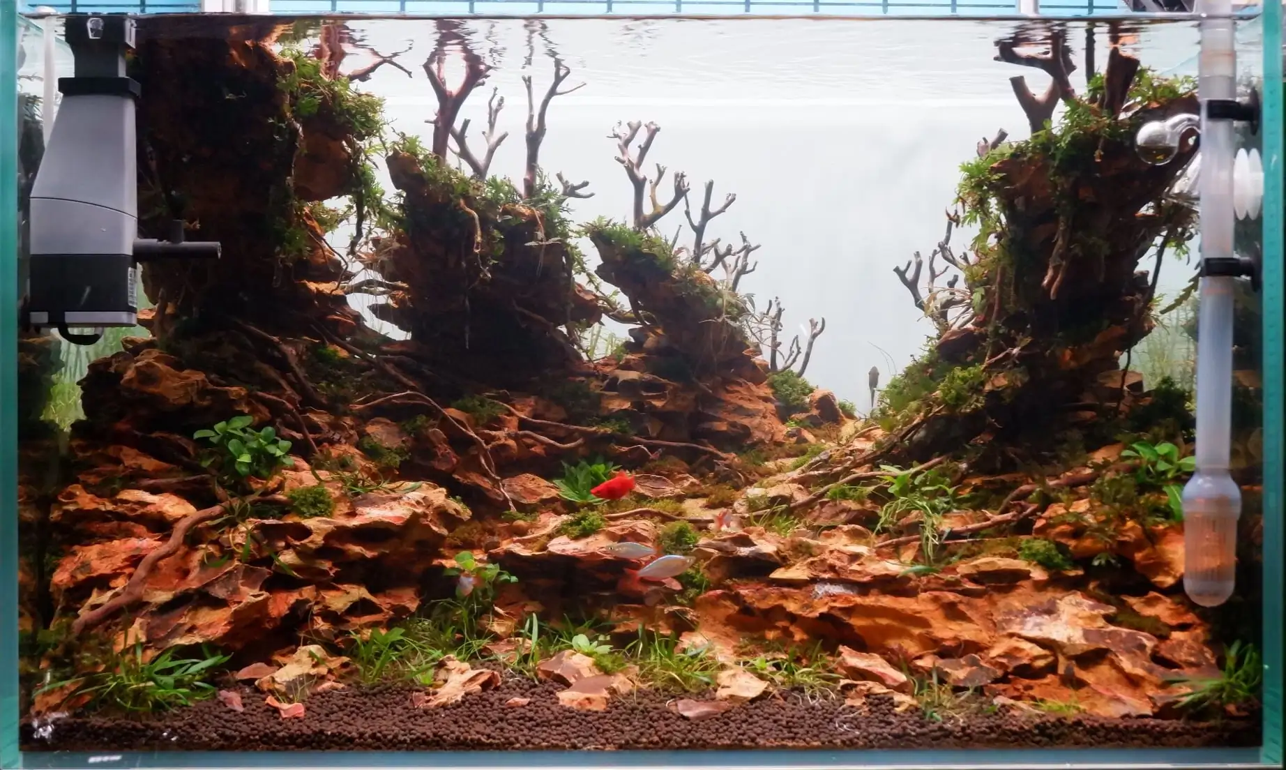 How to make nature aquarium - IAPLC 2020 Rank 228 - Into the Sky