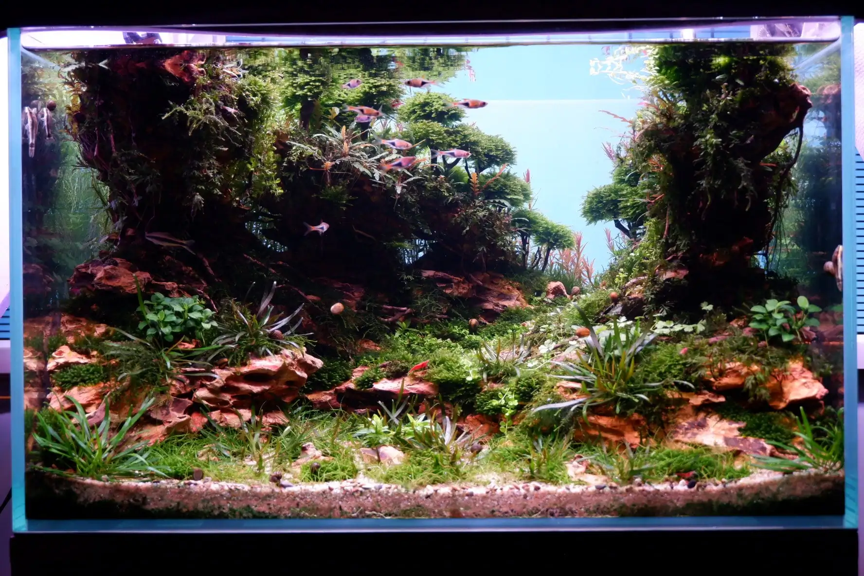 How to make nature aquarium - IAPLC 2020 Rank 228 - Into the Sky