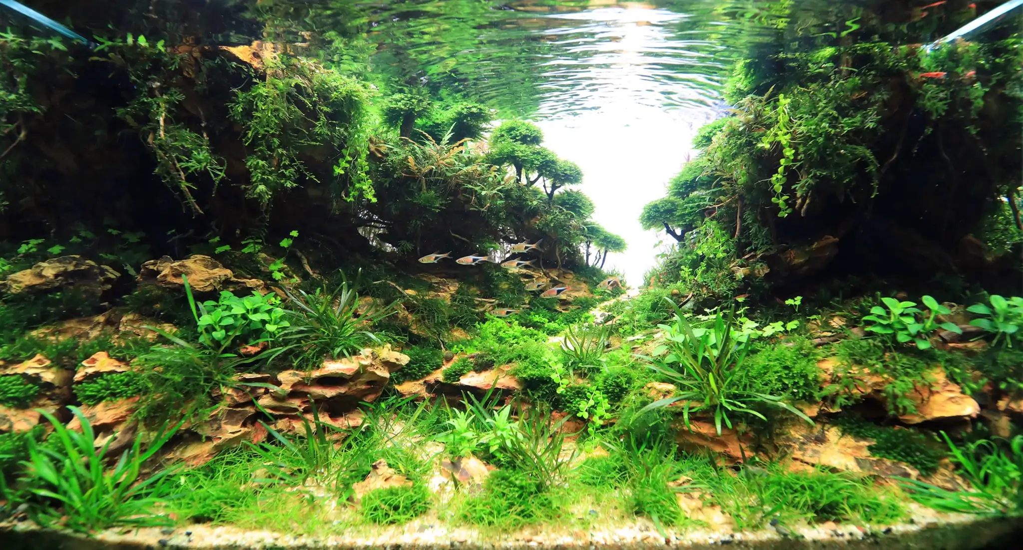 How to make nature aquarium - IAPLC 2020 Rank 228 - Into the Sky