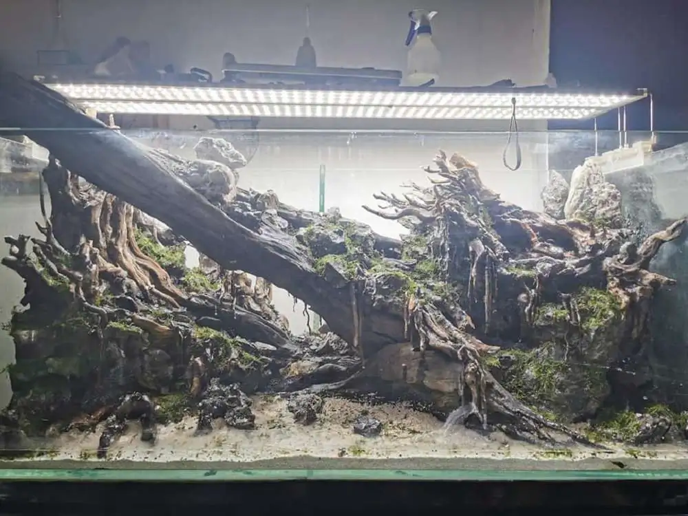 Step by step progression IAPLC 2020 Rank 232