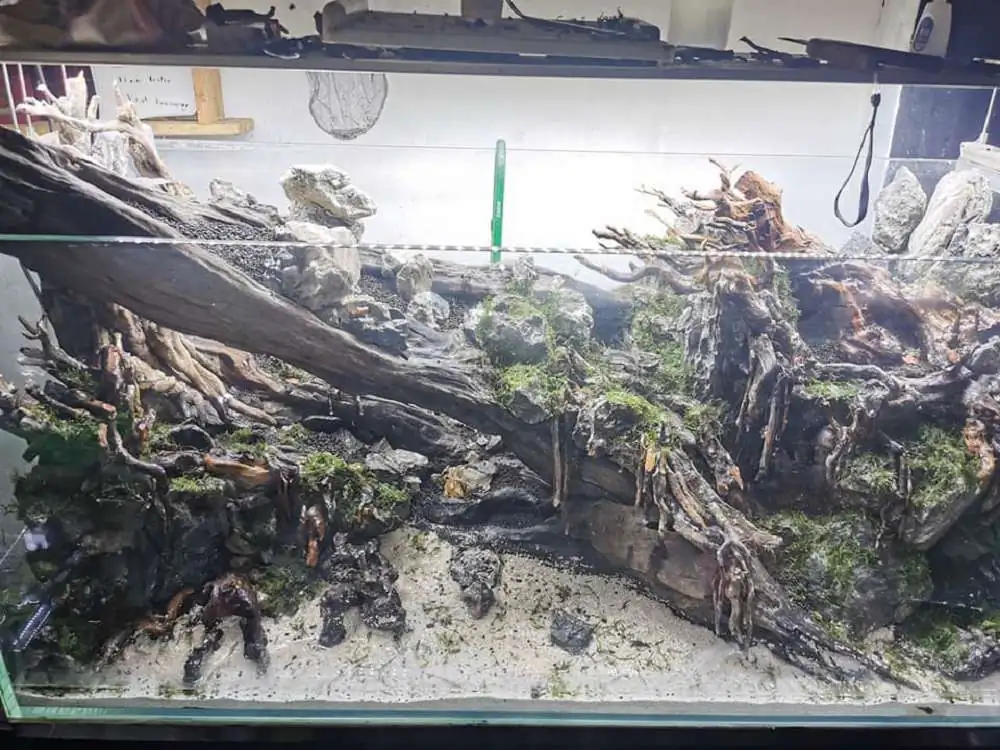 Step by step progression IAPLC 2020 Rank 232