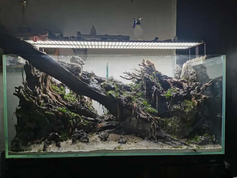 Step by step progression IAPLC 2020 Rank 232