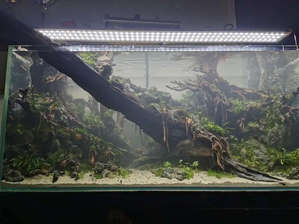 Step by step progression IAPLC 2020 Rank 232