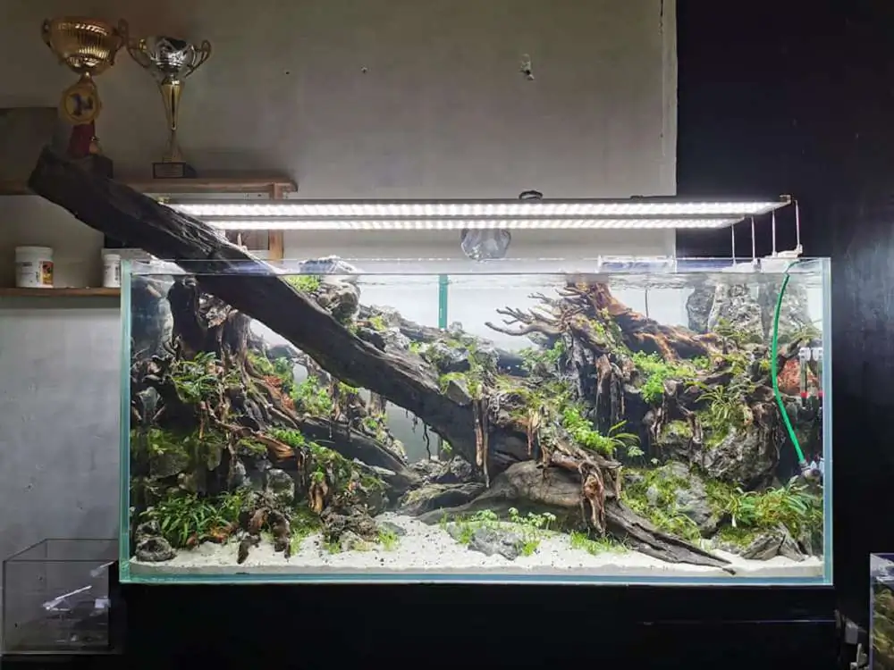 Step by step progression IAPLC 2020 Rank 232