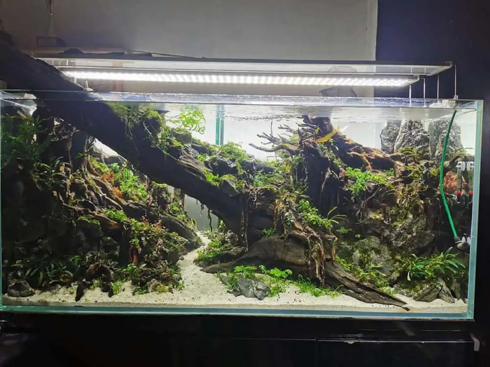 Step by step progression IAPLC 2020 Rank 232