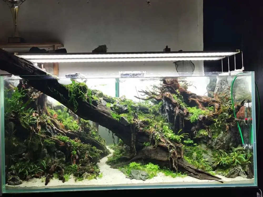 Step by step progression IAPLC 2020 Rank 232