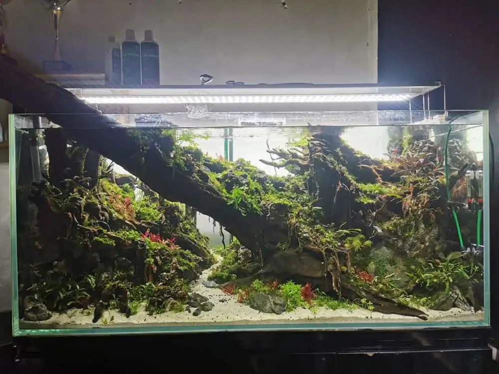 Step by step progression IAPLC 2020 Rank 232