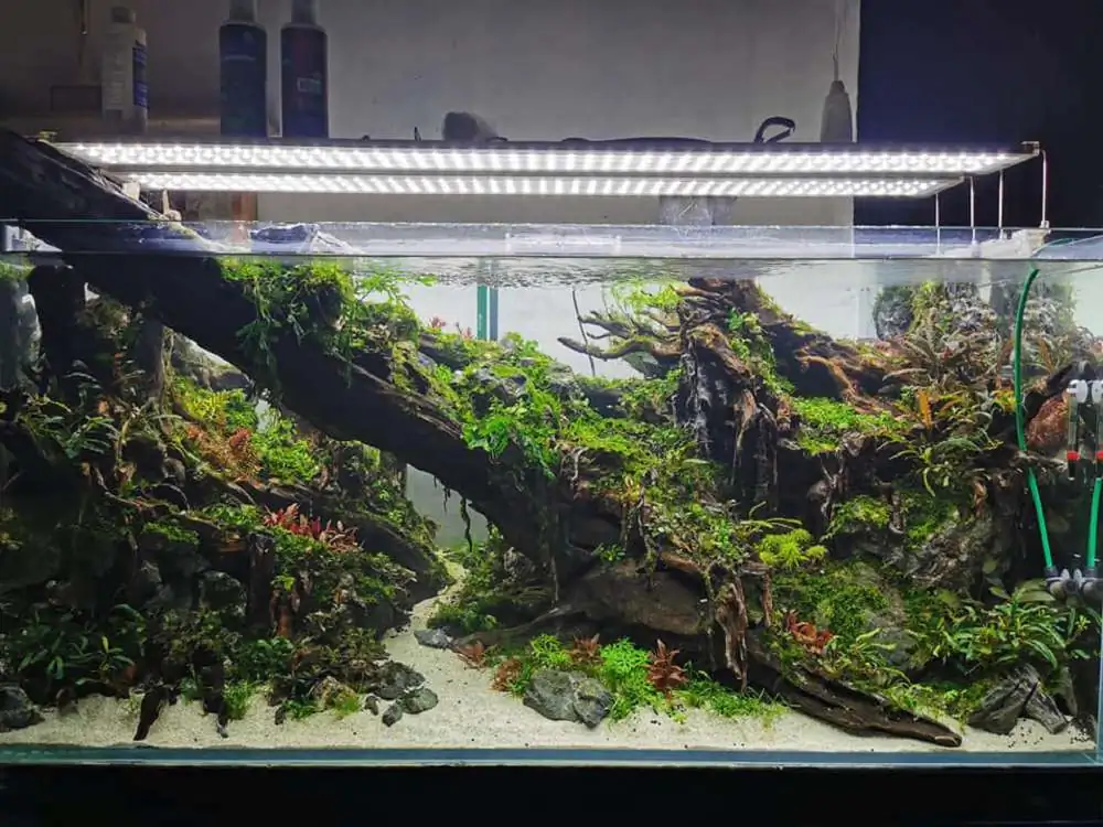 Step by step progression IAPLC 2020 Rank 232