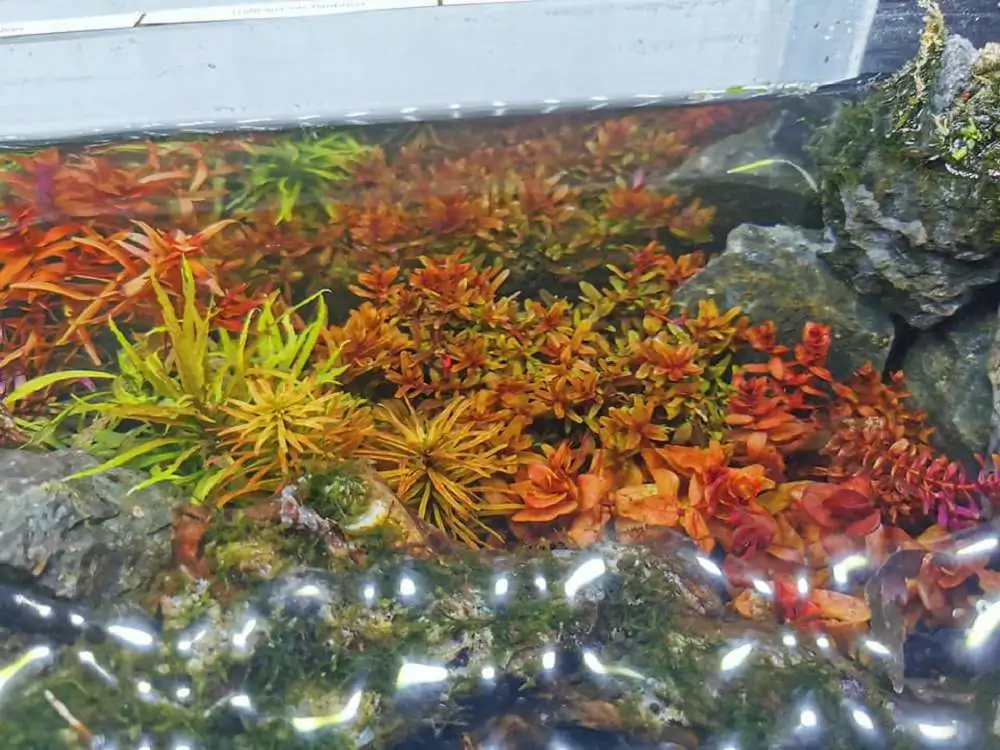 Step by step progression IAPLC 2020 Rank 232