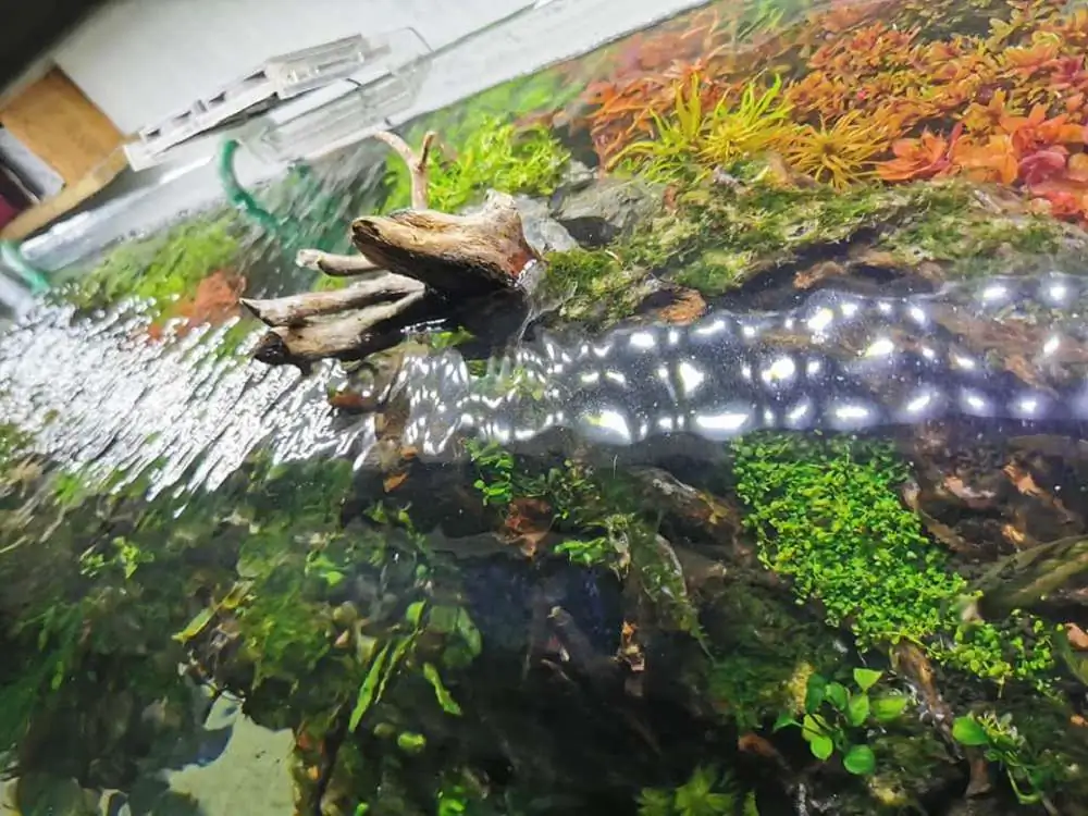 Step by step progression IAPLC 2020 Rank 232