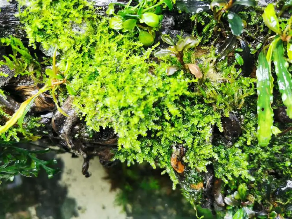 Step by step progression IAPLC 2020 Rank 232