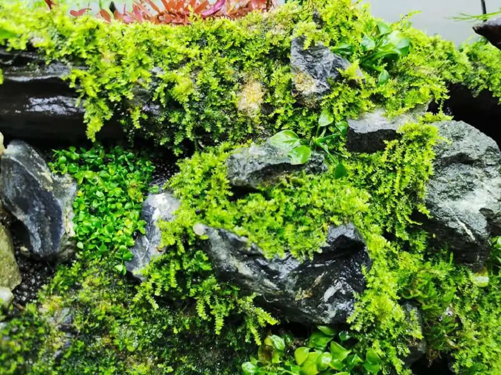 Step by step progression IAPLC 2020 Rank 232