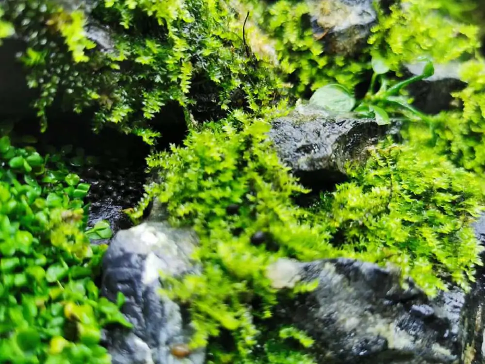 Step by step progression IAPLC 2020 Rank 232