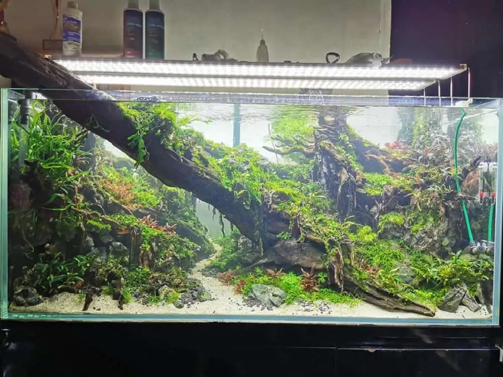 Step by step progression IAPLC 2020 Rank 232