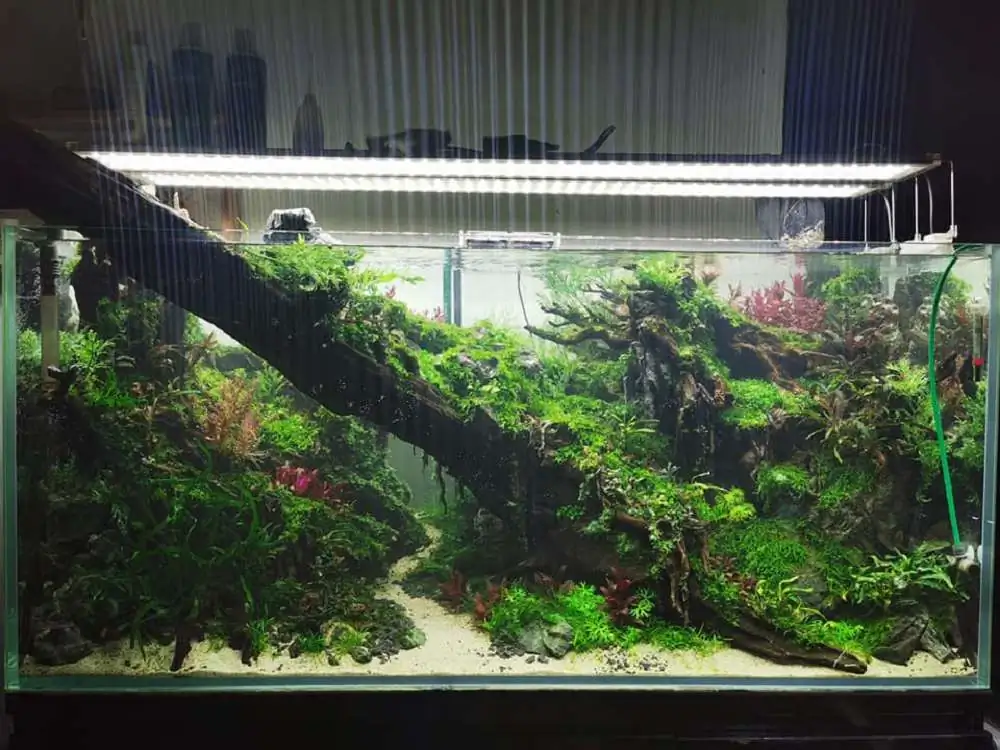 Step by step progression IAPLC 2020 Rank 232