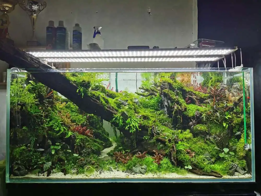 Step by step progression IAPLC 2020 Rank 232