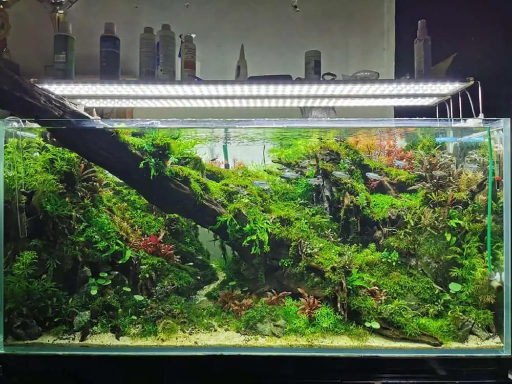 Step by step progression IAPLC 2020 Rank 232